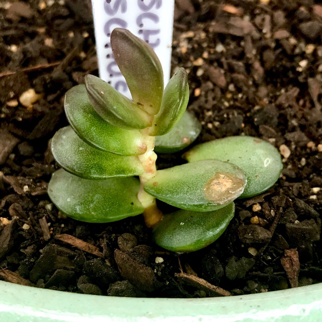 Adromischus Subdistichus in the GardenTags plant encyclopedia Adromischus Subdistichus in the GardenTags plant encyclopedia