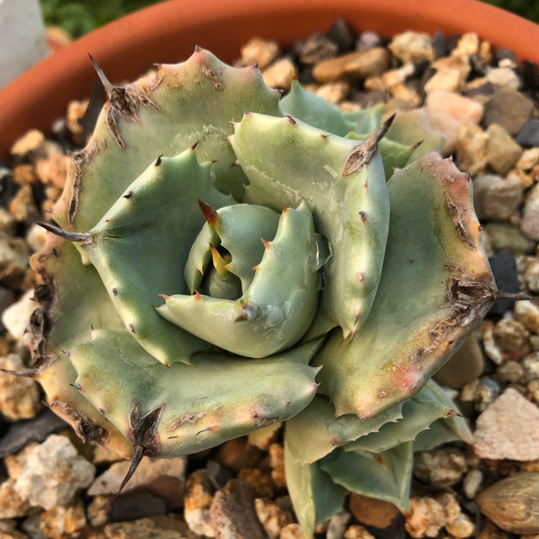 Agave Potatorum f. Minima in the GardenTags plant encyclopedia Agave Potatorum Miinima in the GardenTags plant encyclopedia