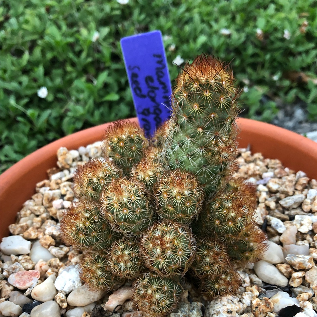 Mammillaria Elongata in the GardenTags plant encyclopedia