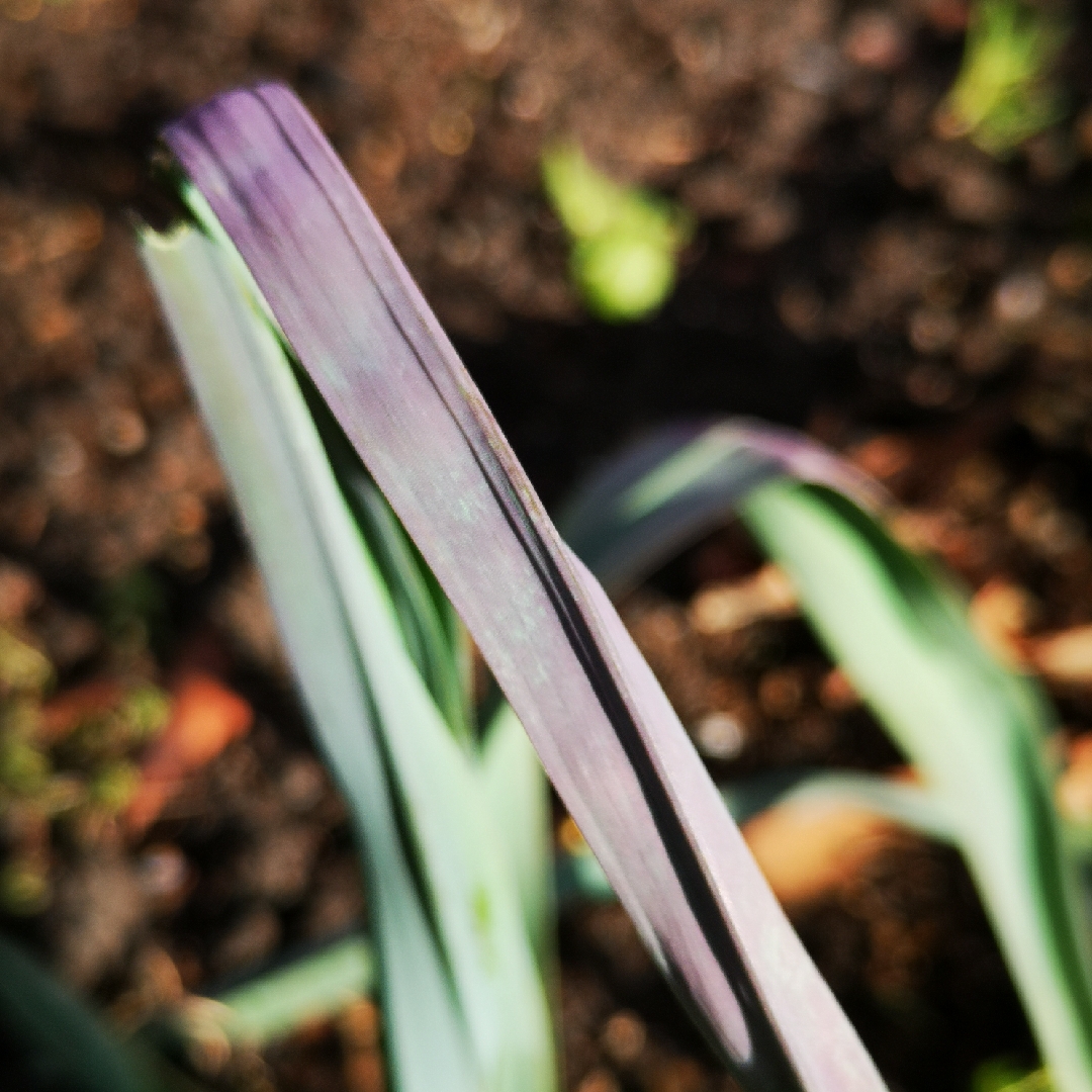 Allium porrum Northern Lights in the GardenTags plant encyclopedia Leek Northern Lights in the GardenTags plant encyclopedia
