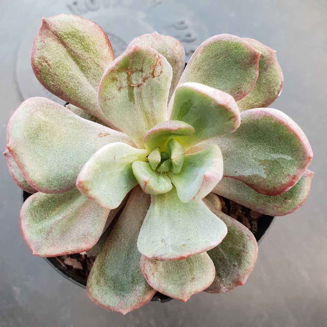 Echeveria Bella Rouge Montrose in the GardenTags plant encyclopedia Echeveria Bella Rouge Montrose in the GardenTags plant encyclopedia