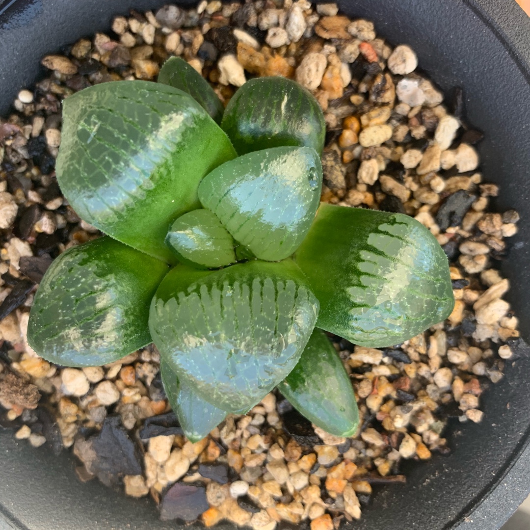 Haworthia Tropical Night in the GardenTags plant encyclopedia Haworthia Tropical Night in the GardenTags plant encyclopedia