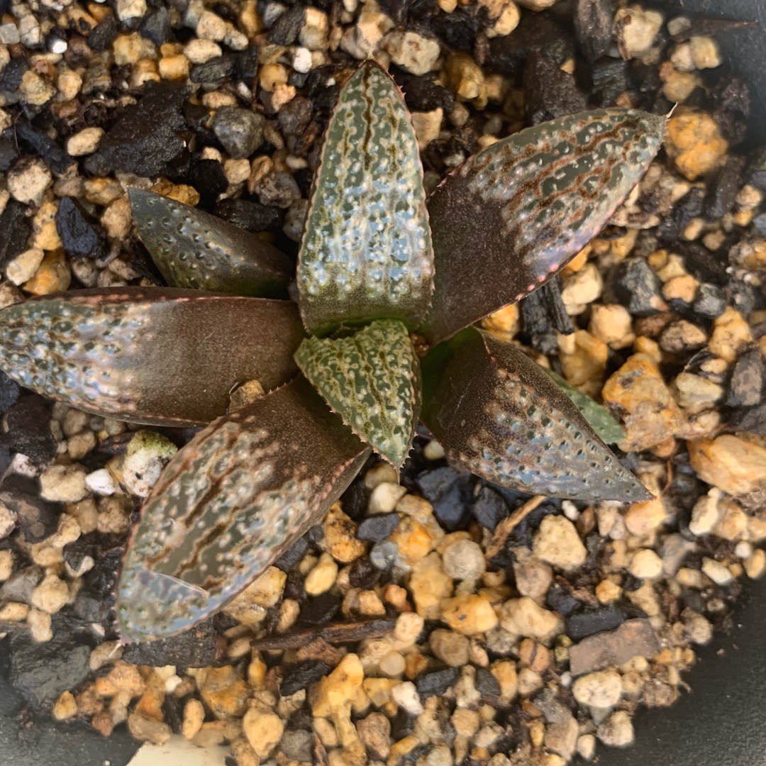 Haworthia Bobs Red in the GardenTags plant encyclopedia Haworthia Bobs Red in the GardenTags plant encyclopedia