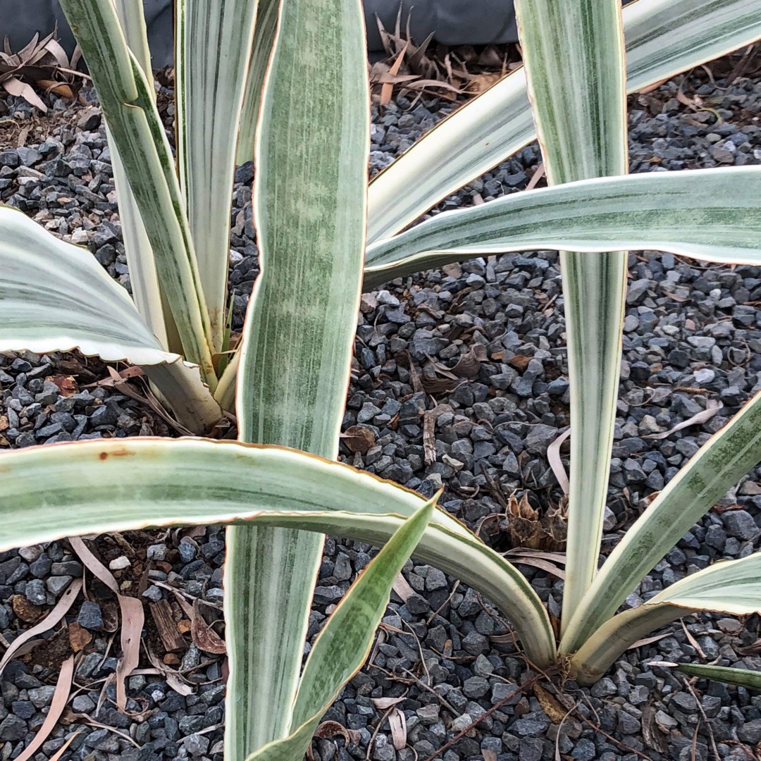 Sansevieria Manolyn in the GardenTags plant encyclopedia Sanserveria Manolyn in the GardenTags plant encyclopedia