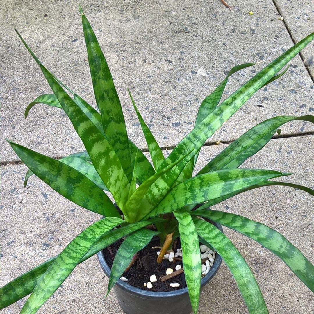 Sansevieria Dooneri in the GardenTags plant encyclopedia Snake Plant Dooneri in the GardenTags plant encyclopedia