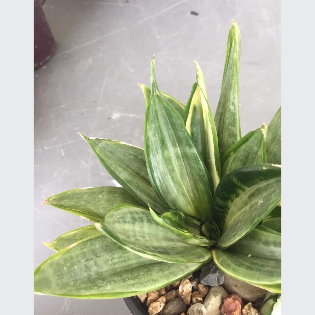 Sansevieria Hahnii Silver Frost in the GardenTags plant encyclopedia Sansevieria Hahnii Silver Frost in the GardenTags plant encyclopedia