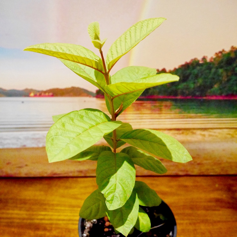 Psidium Guajava in the GardenTags plant encyclopedia Guava Tree in the GardenTags plant encyclopedia