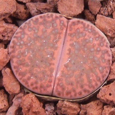 Lithops Bromfieldii v. Glaudinae C393 in the GardenTags plant encyclopedia Living Stones Bromfieldii Glaudinae C393 in the GardenTags plant encyclopedia
