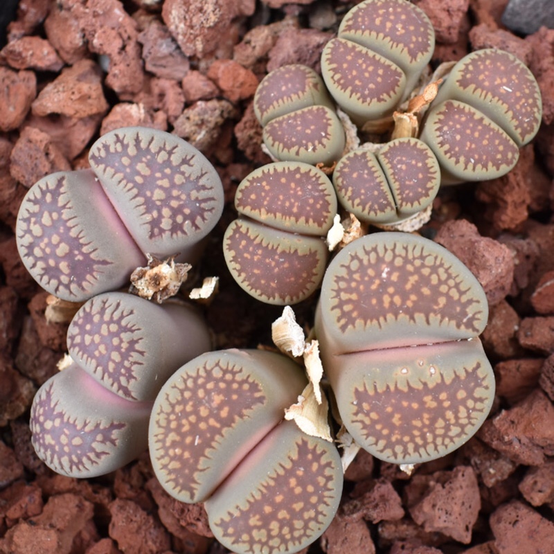 Lithops Villetii ssp. Deboeri C231 in the GardenTags plant encyclopedia Living Stones Villetii Deboeri C231 in the GardenTags plant encyclopedia