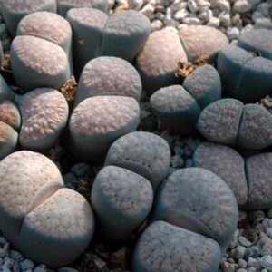Lithops Verruculosa v. Glabra C177 in the GardenTags plant encyclopedia Living Stones Verruculosa Glabra C177 in the GardenTags plant encyclopedia