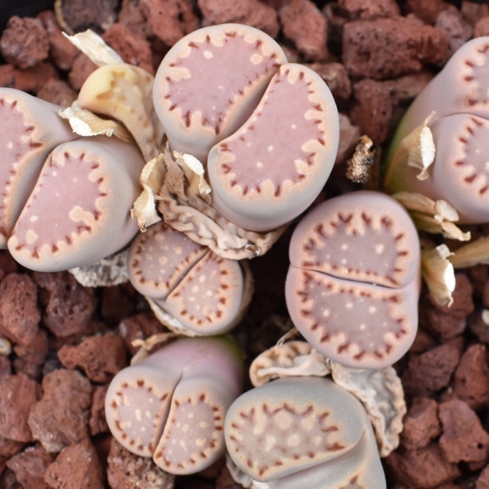 Lithops Julii ssp. Fulleri C171 in the GardenTags plant encyclopedia Living Stones Julii Fulleri C171 in the GardenTags plant encyclopedia
