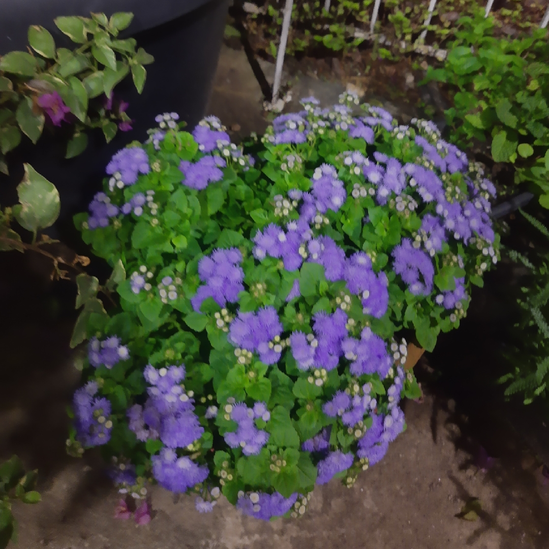 Ageratum conyzoides in the GardenTags plant encyclopedia Billy Goat Weed in the GardenTags plant encyclopedia