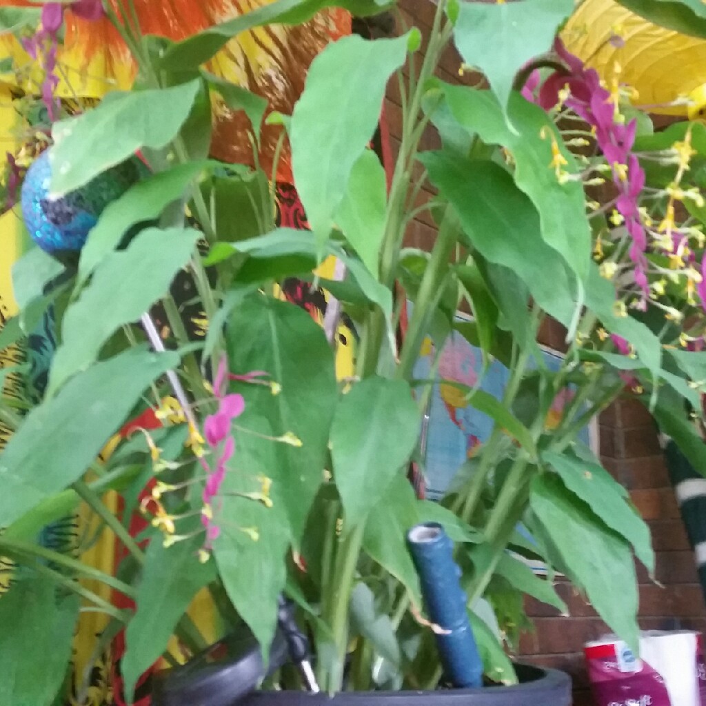 Boesenbergia rotunda in the GardenTags plant encyclopedia Thai Ginger in the GardenTags plant encyclopedia