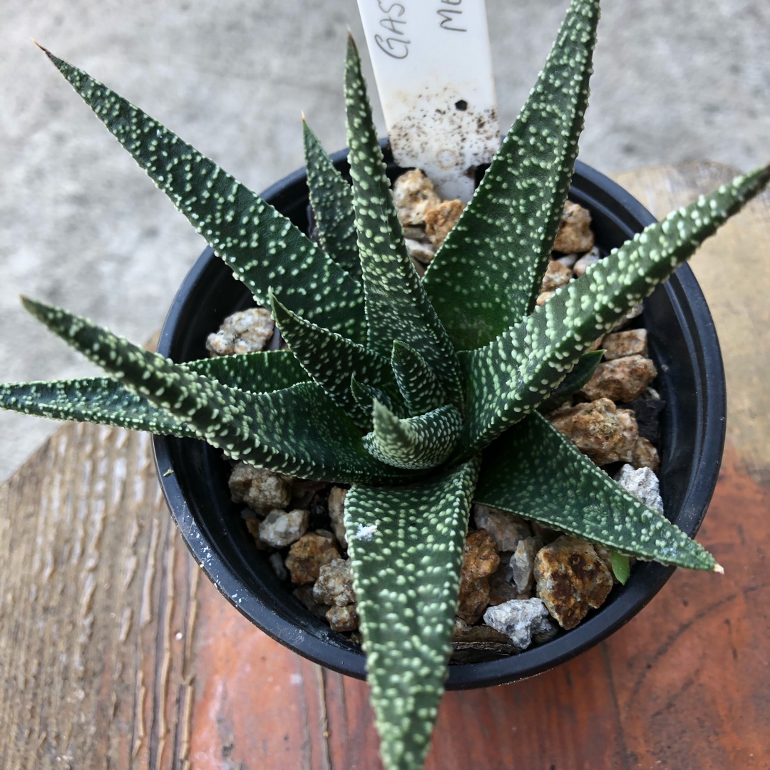 Gasterhaworthia Measles in the GardenTags plant encyclopedia Gasterhaworthia Measles in the GardenTags plant encyclopedia