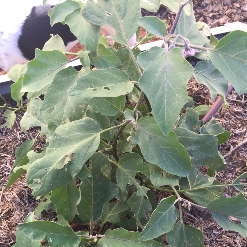 Solanum melongena Mini Lebanese in the GardenTags plant encyclopedia Aubergine Mini Lebanese in the GardenTags plant encyclopedia