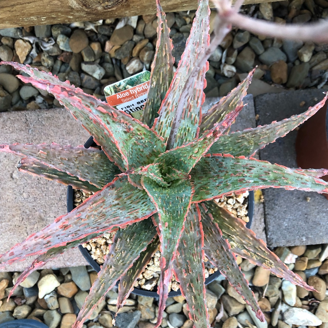Aloe Stingray in the GardenTags plant encyclopedia Aloe Stingray in the GardenTags plant encyclopedia