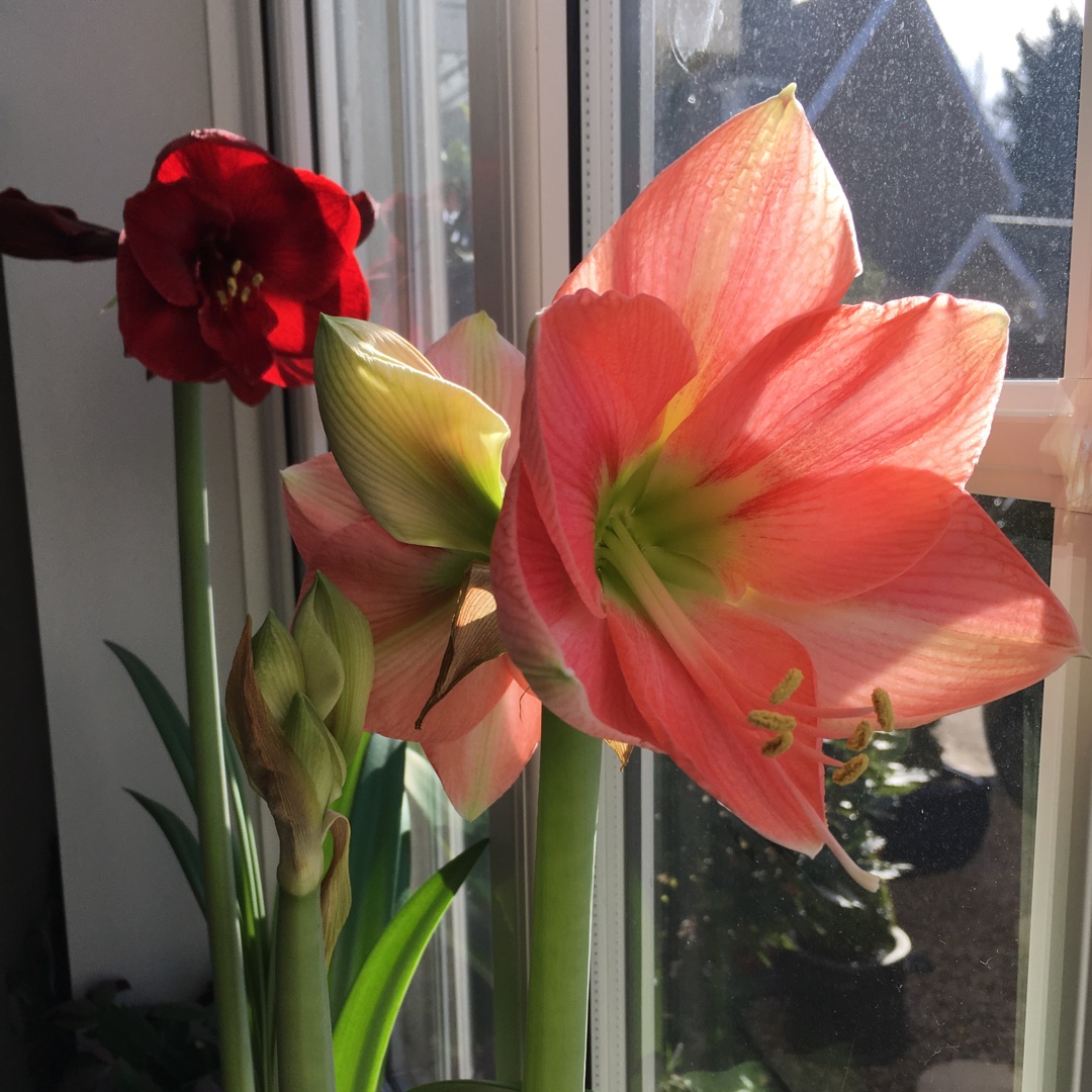 Hippeastrum Rosalie in the GardenTags plant encyclopedia Hippeastrum Rosalie in the GardenTags plant encyclopedia