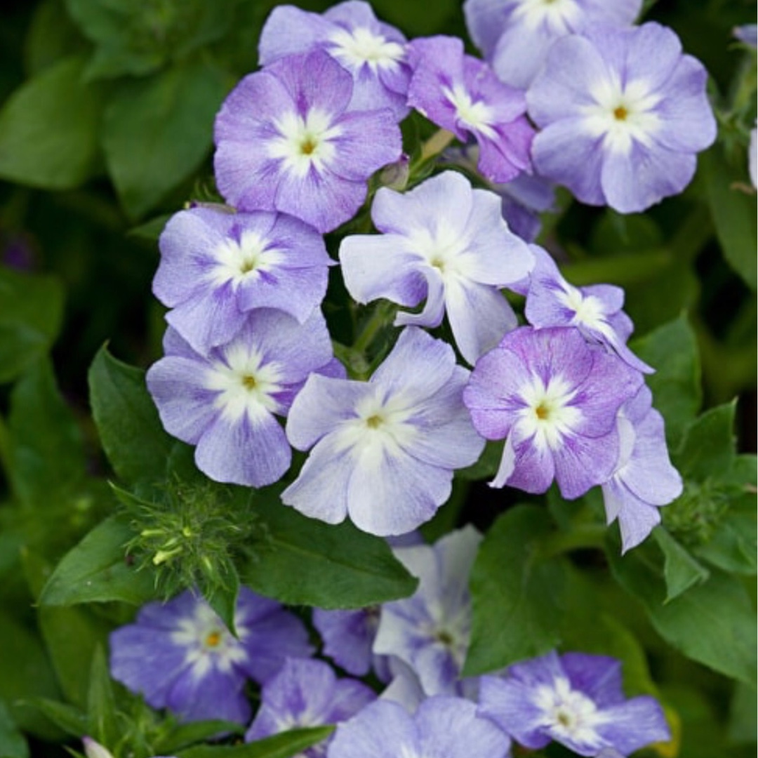 Phlox drummondii Lavender Beauty (Beauty Series) in the GardenTags plant encyclopedia Drummonds Phlox Lavender Beauty in the GardenTags plant encyclopedia
