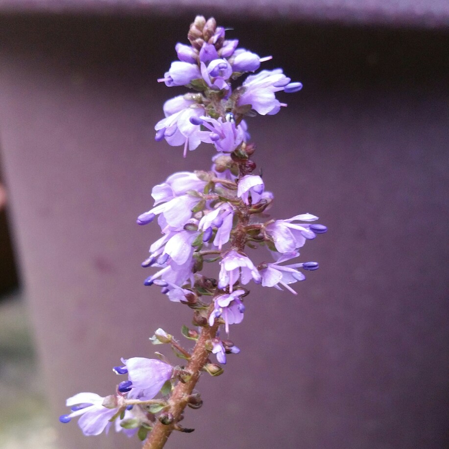 Synthyris missurica in the GardenTags plant encyclopedia Kittentails in the GardenTags plant encyclopedia