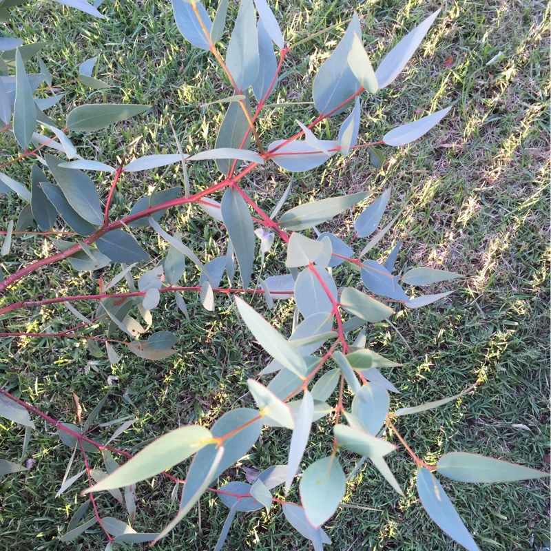 Eucalyptus leucoxylon in the GardenTags plant encyclopedia Euky Dwarf in the GardenTags plant encyclopedia
