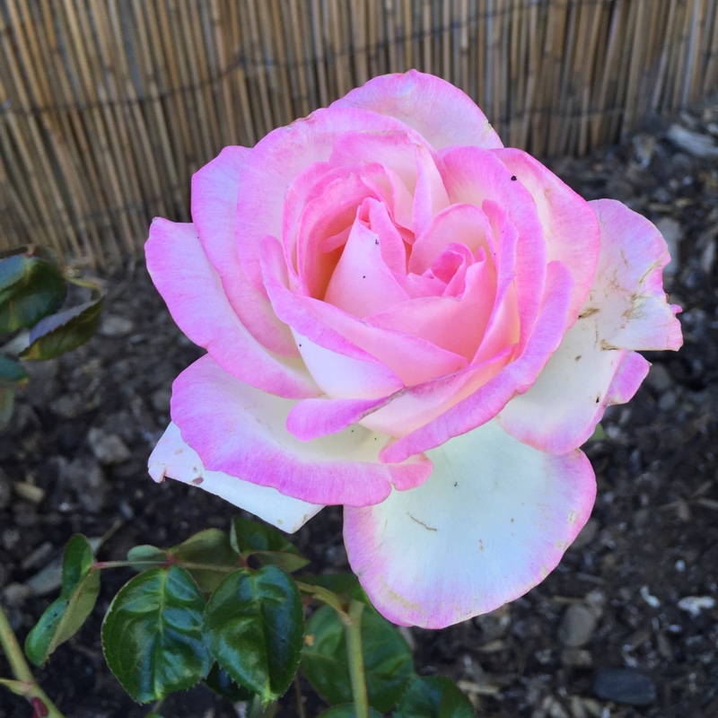 Rosa Meimagarmic syn. Rosa Princesse de Monaco, Rosa Princess Of Monaco, Rosa Grace Kelly, Rosa Princess Grace, Rosa Princesse Grace de Monaco in the GardenTags plant encyclopedia Rose Princesse de Monaco (Hybrid Tea) in the GardenTags plant encyclopedia