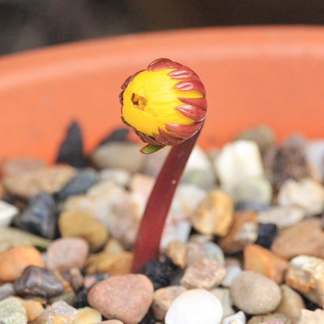 Eranthis hyemalis Cilicica Group syn. Eranthis cilicica, Eranthis hyemalis var. cilicica in the GardenTags plant encyclopedia Winter Aconite Cilicica Group in the GardenTags plant encyclopedia