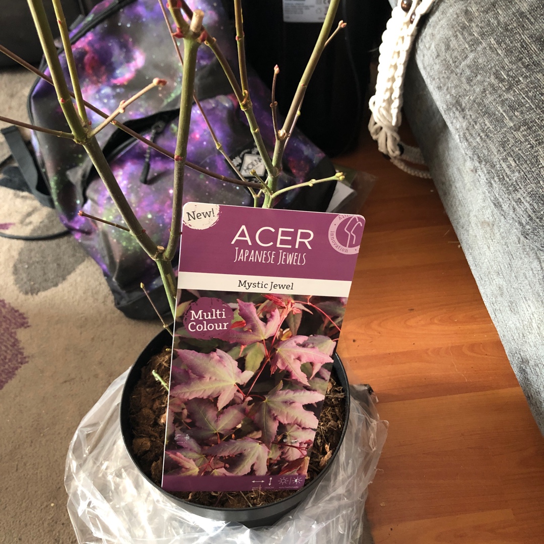 Acer palmatum Mystic Jewel in the GardenTags plant encyclopedia Japanese Maple Mystic Jewel in the GardenTags plant encyclopedia