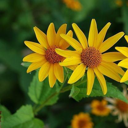 Heliopsis helianthoides var. scabra Gold grunherz in the GardenTags plant encyclopedia Smooth ox eye in the GardenTags plant encyclopedia