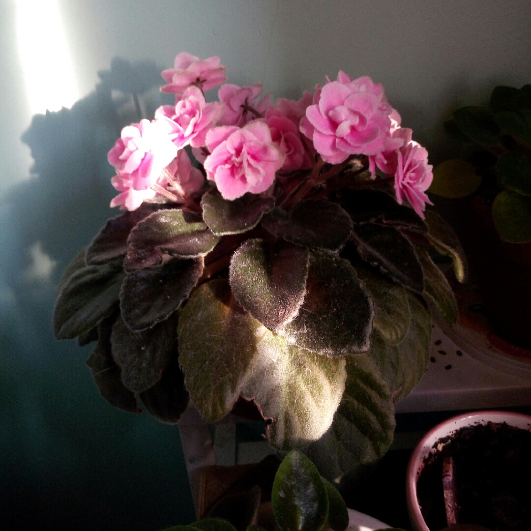 Streptocarpus sect. Saintpaulia Rhapsodie Ingrid syn. Saintpaulia Rhapsodie Ingrid in the GardenTags plant encyclopedia African Violet Rhapsodie Ingrid in the GardenTags plant encyclopedia