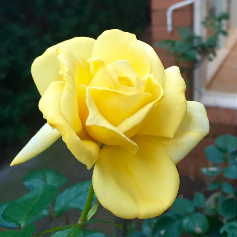 Rosa Landora syn. Rosa Sunblest, Rosa Tania in the GardenTags plant encyclopedia Rose Sunblest (Hybrid Tea) in the GardenTags plant encyclopedia