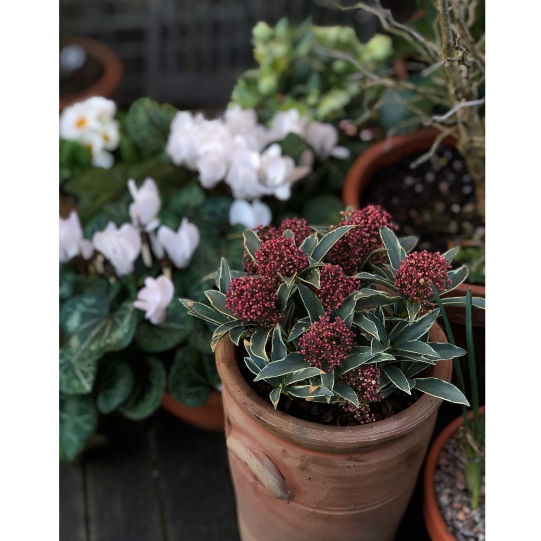 Skimmia japonica Magic Marlot in the GardenTags plant encyclopedia Japanese Skimmia Magic Marlot in the GardenTags plant encyclopedia
