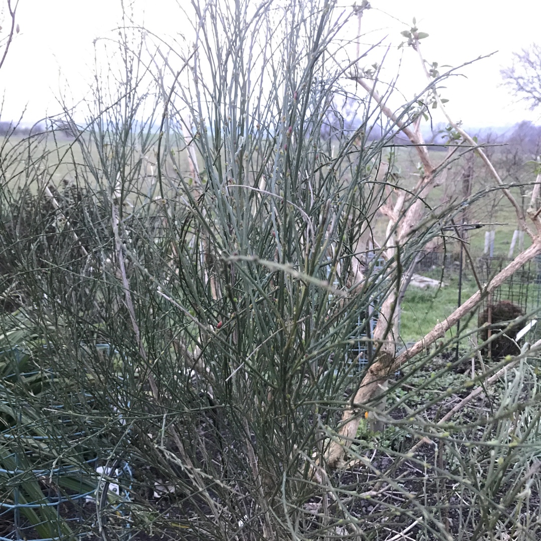 Cytisus x boskoopii Zeelandia syn. Cytisus Zeelandia in the GardenTags plant encyclopedia Broom Zeelandia in the GardenTags plant encyclopedia