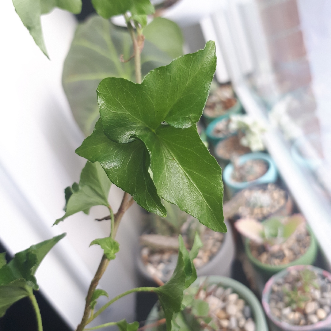 Hedera helix Curly Locks in the GardenTags plant encyclopedia English Ivy Curly Locks in the GardenTags plant encyclopedia