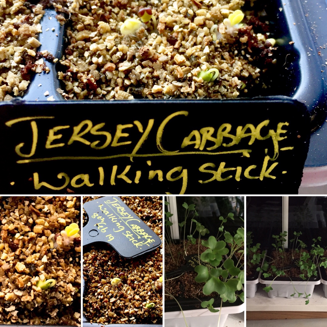 Kale Jersey Walking Stick in the GardenTags plant encyclopedia