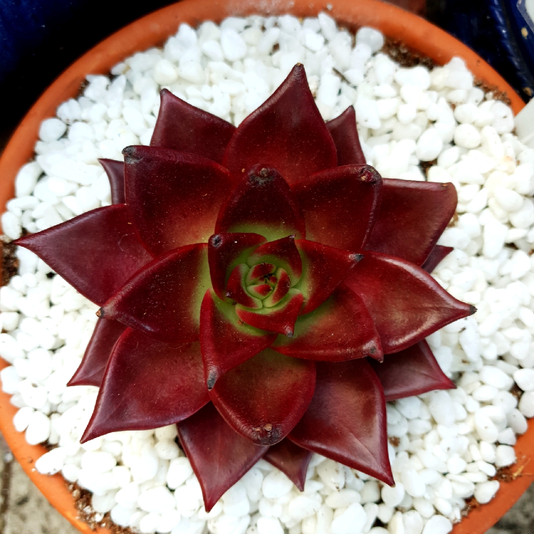 Echeveria Agavoides Romeo Rubin in the GardenTags plant encyclopedia Echeveria Agavoides Romeo Rubin in the GardenTags plant encyclopedia