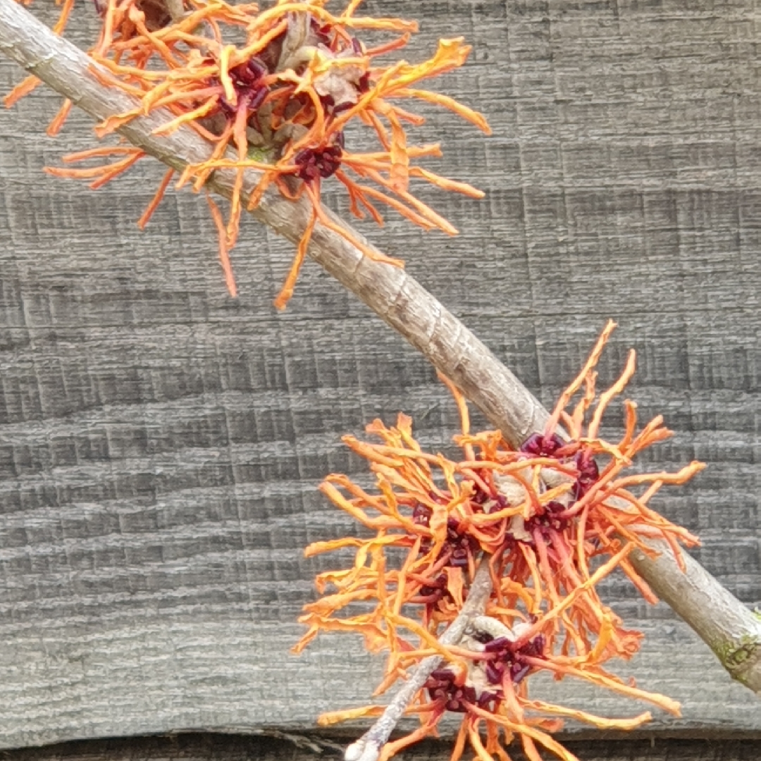Hamamelis x intermedia Aphrodite in the GardenTags plant encyclopedia Witch Hazel Aphrodite in the GardenTags plant encyclopedia