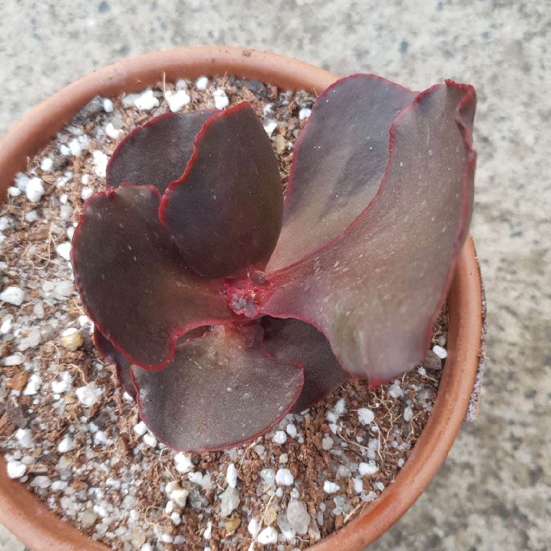 Echeveria Red Wing II in the GardenTags plant encyclopedia Echeveria Red Wing II in the GardenTags plant encyclopedia