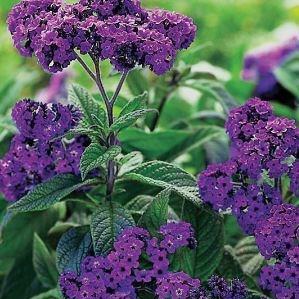 Heliotropium arborescens Marine in the GardenTags plant encyclopedia Cherry Pie Plant Marine in the GardenTags plant encyclopedia