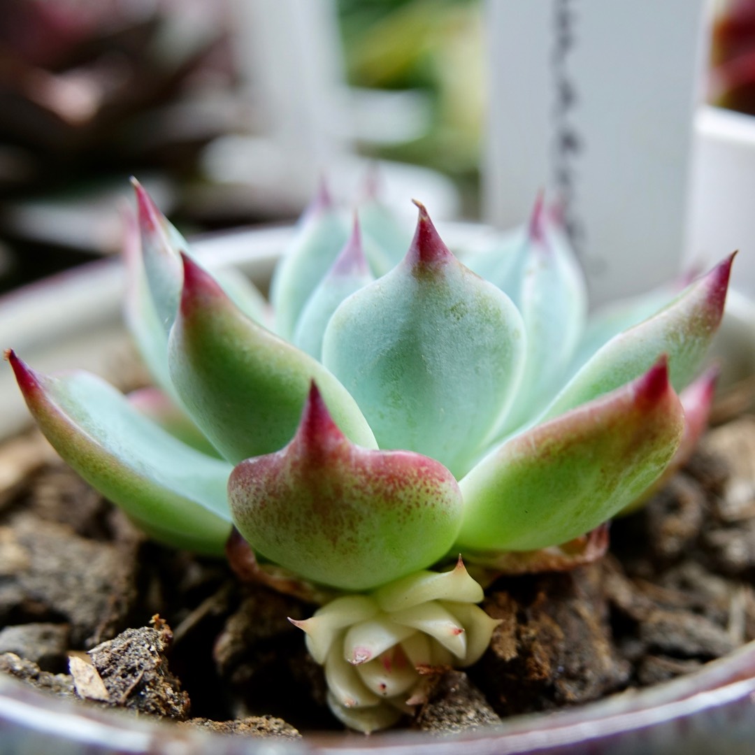 Echeveria Chihuahuaensis Variegata in the GardenTags plant encyclopedia Echeveria Chihuahuaensis Variegated in the GardenTags plant encyclopedia