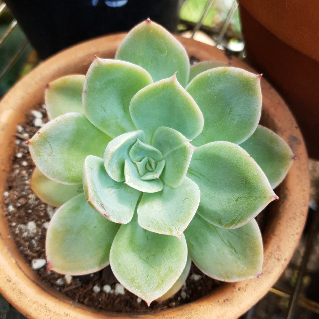 Echeveria Arika in the GardenTags plant encyclopedia Echeveria Arika in the GardenTags plant encyclopedia