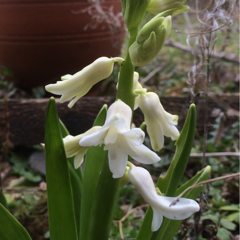 Hyacinth Madame Sophie in the GardenTags plant encyclopedia