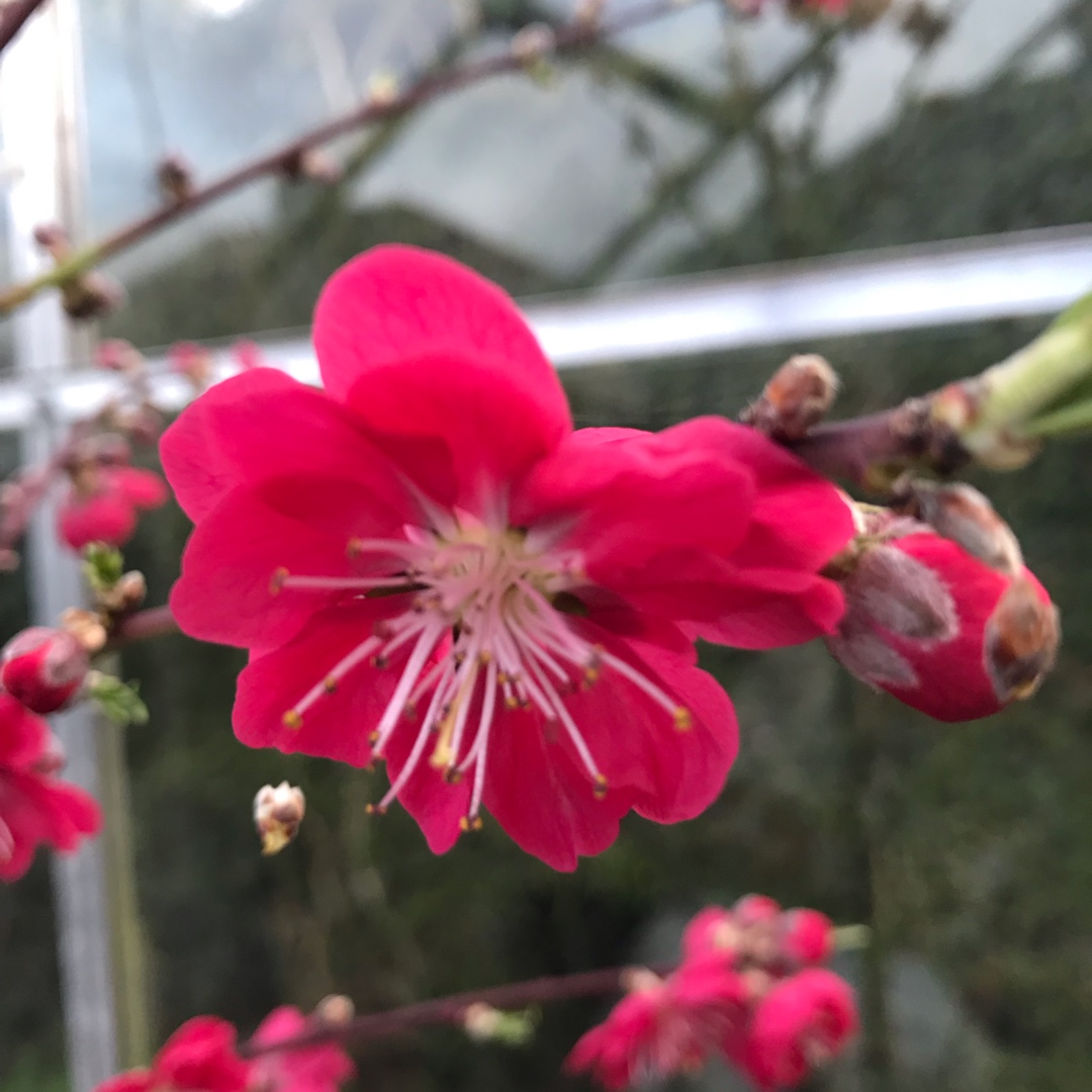 Prunus persica Melred in the GardenTags plant encyclopedia Peach Melred in the GardenTags plant encyclopedia