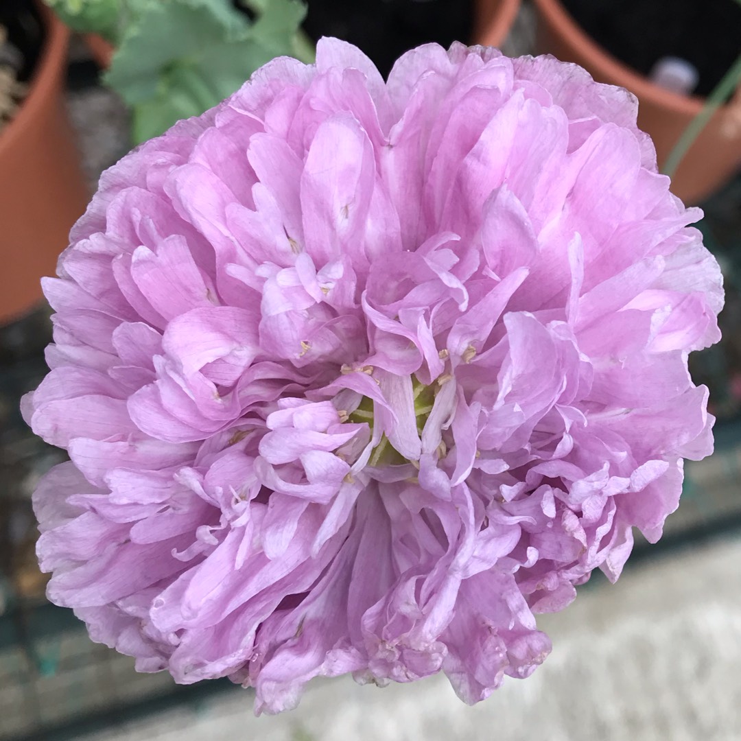 Papaver somniferum Tallulah Belle Blush in the GardenTags plant encyclopedia Opium Poppy Tallulah Belle Blush in the GardenTags plant encyclopedia