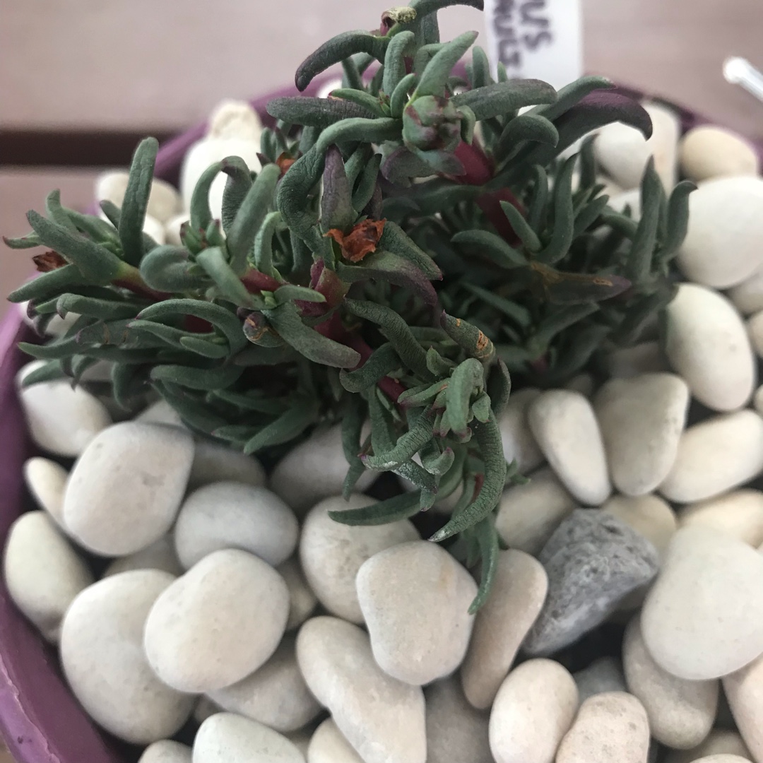 Lampranthus Filicaulis in the GardenTags plant encyclopedia Ice plant Rodondo Creeper in the GardenTags plant encyclopedia