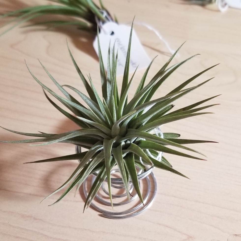 Tillandsia espinosae syn. Vriesea espinosae in the GardenTags plant encyclopedia Airplant (Species) Tillandsia espinosae in the GardenTags plant encyclopedia