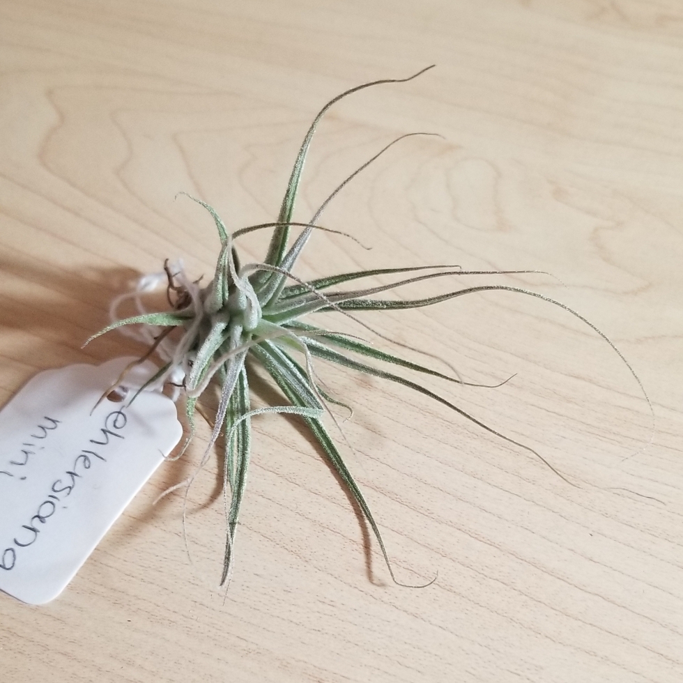 Tillandsia ehlersiana in the GardenTags plant encyclopedia Airplant (Species) Tillandsia ehlersiana in the GardenTags plant encyclopedia