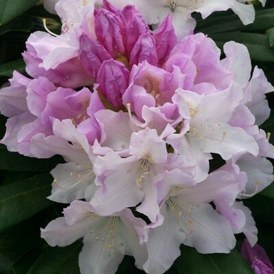 Rhododendron Hoppy in the GardenTags plant encyclopedia Rhododendron Hoppy in the GardenTags plant encyclopedia