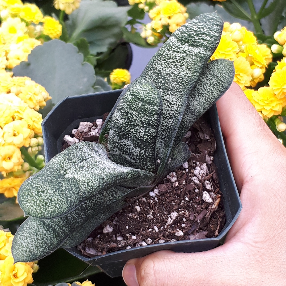 Gasteria batesiana var. batesiana in the GardenTags plant encyclopedia Knoppies Gasteria in the GardenTags plant encyclopedia