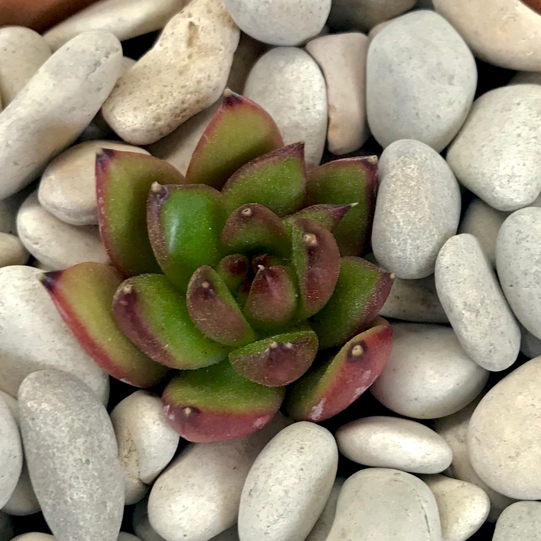 Echeveria Agavoides Morgain in the GardenTags plant encyclopedia Echeveria Agavoides Morgain in the GardenTags plant encyclopedia