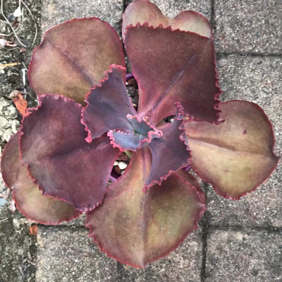 Echeveria Strawberry Hearts in the GardenTags plant encyclopedia Echeveria Strawberry Hearts in the GardenTags plant encyclopedia